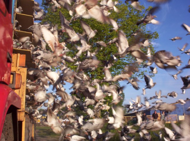 DrDoScienceBlog's tweet image. Check out these new findings about human and avian muscle adaptations to endurance exercise: lifelinesblog.com/2025/06/13/mus…
#exercise #athlete #science #animal #health #medicine #fitness