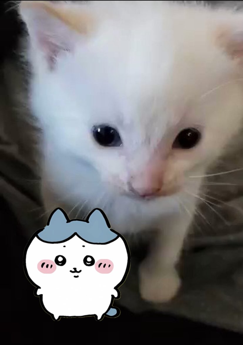 angry momonga tweet media