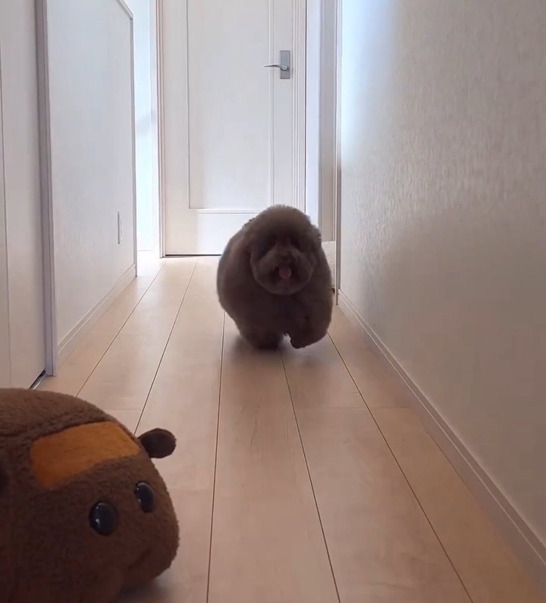 You had to look twice to figure out which one’s $MOHU, right? 🐻