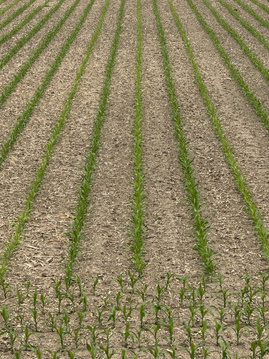 Care to guess which rows had no dry starter?  Corn doesn’t take long to tell you the story especially on a cool
May.