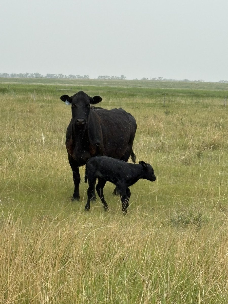 crazyrancher13's tweet image. Last calf of the season hit the ground.
I slipped a few calves over the winter but only lost one during calving season. 🤠