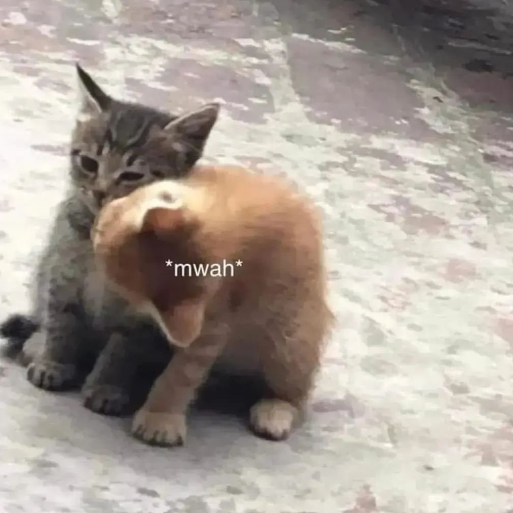 Punch Cat tweet media