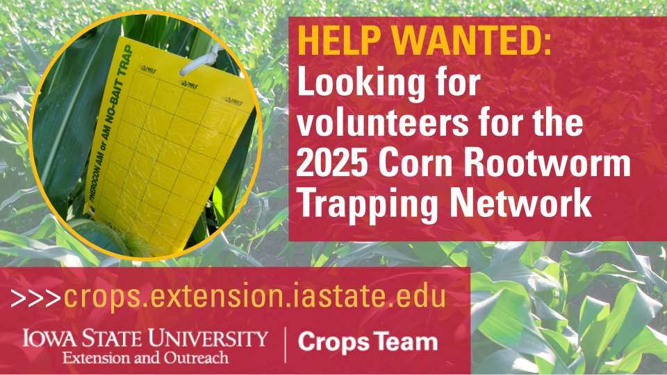 ISU Crop News (@isucropnews) on Twitter photo We need YOU! Volunteer for the 2025 Corn Rootworm Trapping Network and help track corn rootworm population trends and dynamics across Iowa.
🌽 More info & how to sign-up: crops.extension.iastate.edu/cropnews/2025/… #ISUCrops <a href="/erinwhodgson/">Erin Hodgson</a> <a href="/ashleyn_dean/">Ashley Dean</a> We need YOU! Volunteer for the 2025 Corn Rootworm Trapping Network and help track corn rootworm population trends and dynamics across Iowa.
🌽 More info & how to sign-up: crops.extension.iastate.edu/cropnews/2025/… #ISUCrops <a href="/erinwhodgson/">Erin Hodgson</a> <a href="/ashleyn_dean/">Ashley Dean</a>