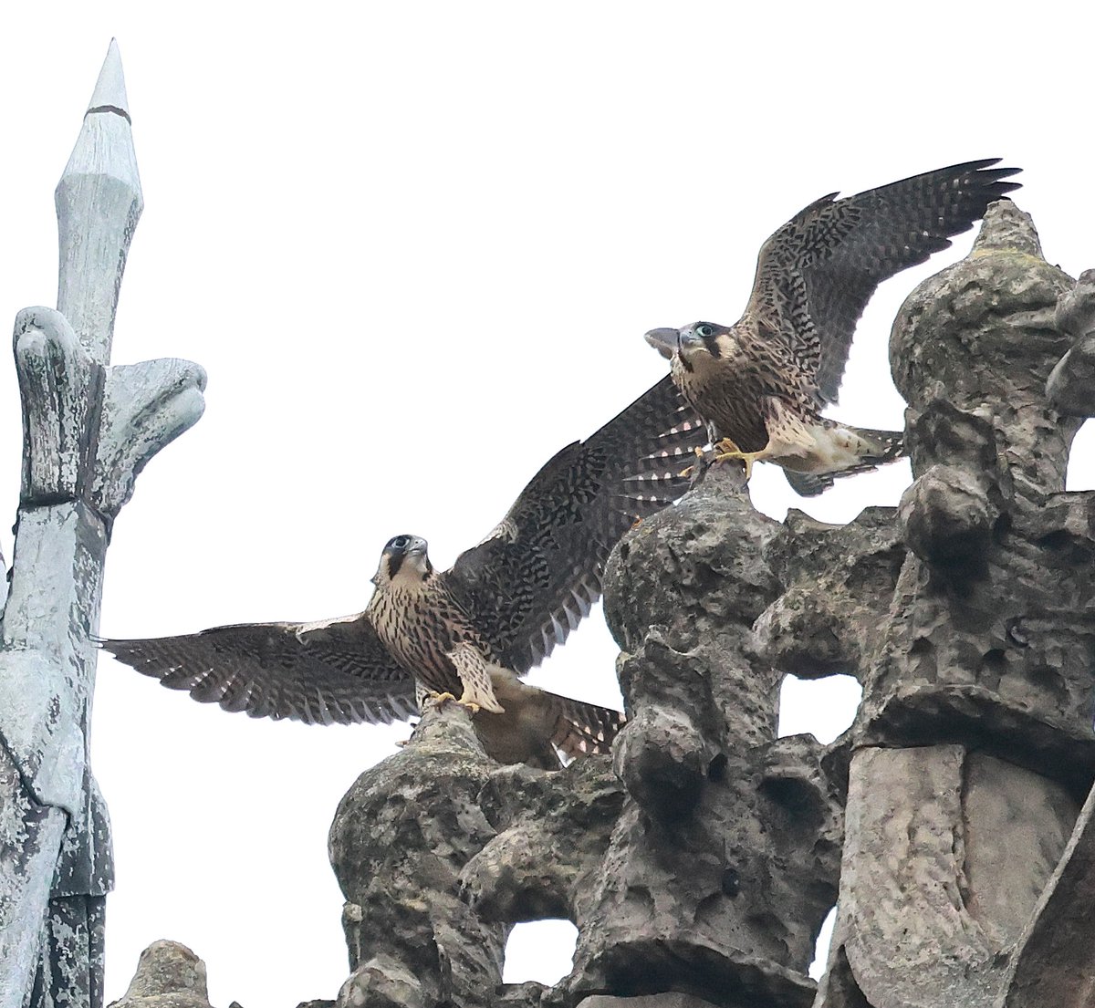 Lincoln Cathedral
The juveniles have been reluctant to fly this week, and are currently camped out on the South West tower roof.