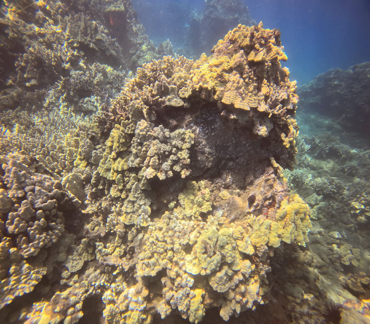 Happy Aloha Friday! Throwing it back to our shore dive off of Palauea Beach a few weeks ago. After our boat broke down 5min into the day, our team pivoted to a shore dive and was met with a beautiful reef full of life.