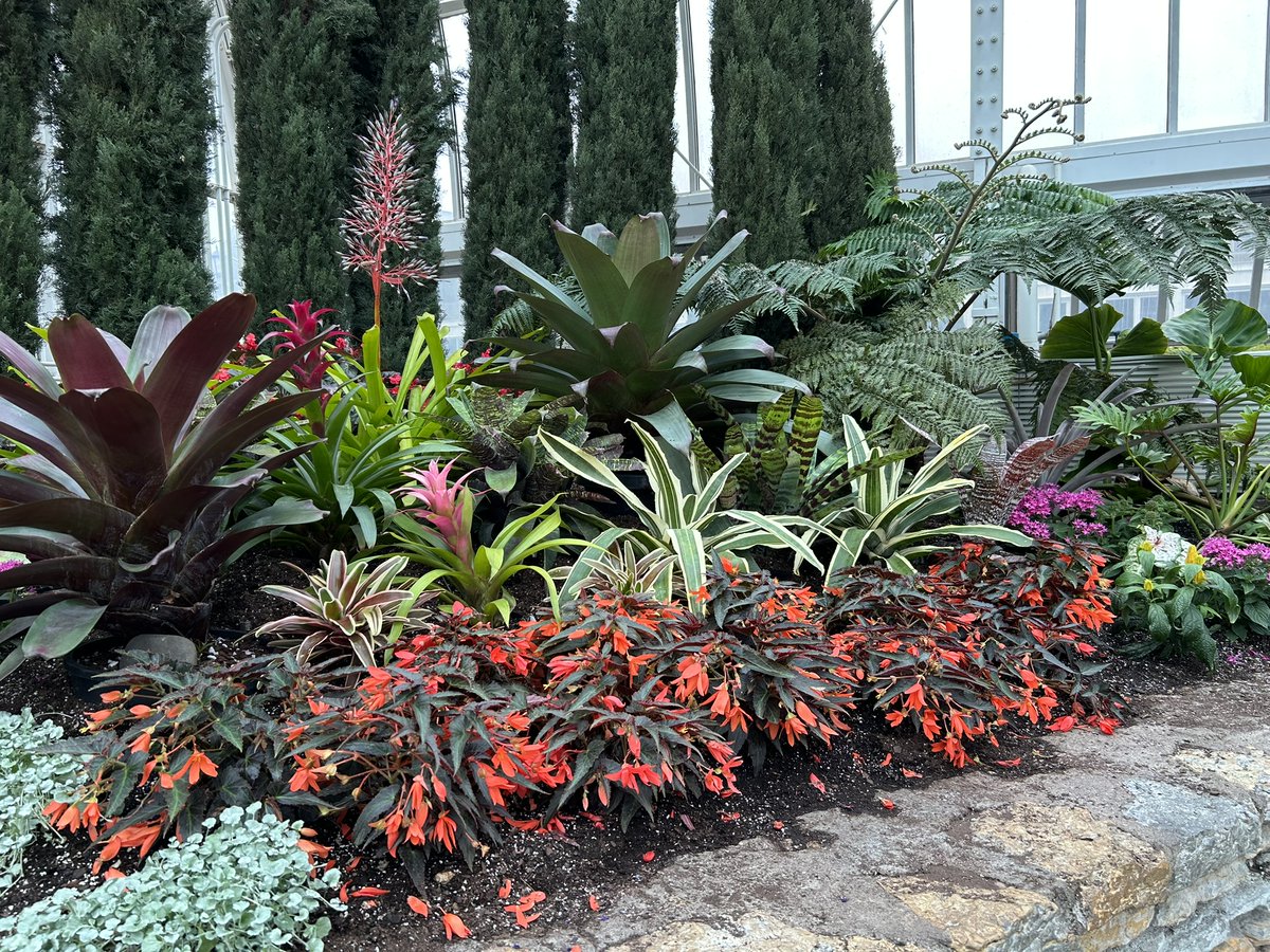 ComoZoo's tweet photo. Rainy day? 🌧️ Escape into a burst of color at our Summer Flower Show, now open in the Sunken Garden! 💐🌿
Come warm up, breathe in the blooms, and soak up some summer beauty—no umbrella needed. ☀️
#MyMMC #SunkenGarden #SummerFlowerShow https://t.co/uVFMc8SxNj