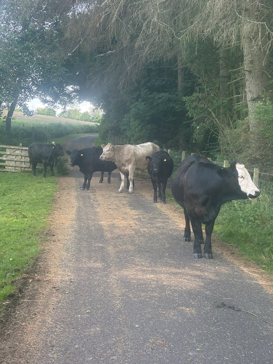_GemK_'s tweet image. Unsure if I enjoy living in the Scottish countryside despite or because of the fact that my route home is routinely blocked by a herd of cows