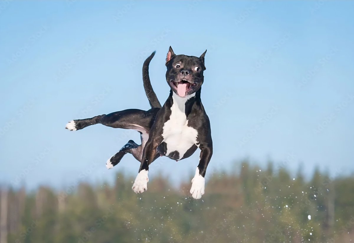 💥 Don’t just feed your dog — nourish them.
Switch to raw with Got BAM!
✅ More energy
✅ Better skin
✅ Cleaner teeth
👉 See the BAM difference: gotbam.com
#GotBAM #DogLovers #RawFoodForDogs