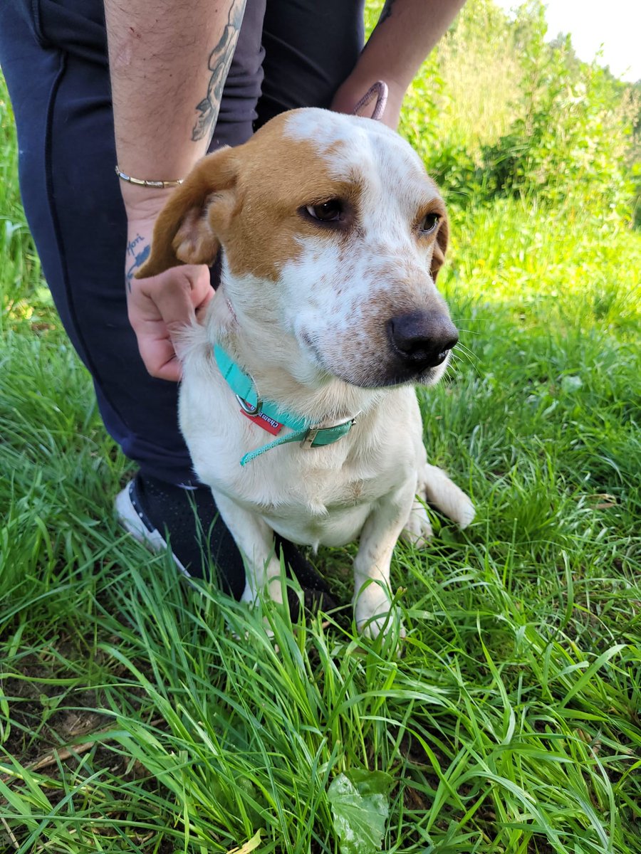 Bingo🐶🙏🏡🆘Jego płacz zza krat rozrywa nam serca😢To mieszanka baseta z beaglem.Trafił do schroniska niedawno,ale nie umie odnaleźć się za kratami💔Po wyjściu z kojca wręcz przykleja się do opiekunki😔Tak bardzo potrzebuje kontaktu z człowiekiem. łódzkie ☎️784-968-620 lub SMS