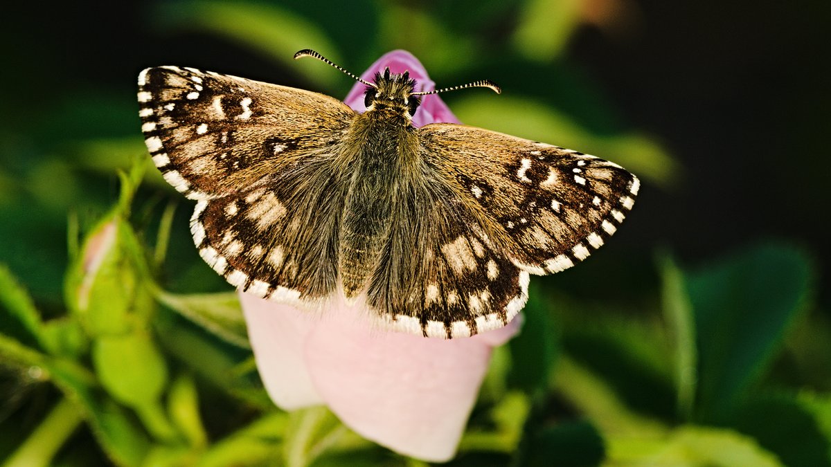 And here is another stunner - one of my favourite butterfly species - Pyrgus armoricanus (Oberthür's Grizzled Skipper)!
Share its beauty and support my humble campaign for better camera equipment here:⬇️
gofundme.com/f/help-radosla…
Thank you!😊
#FridayVibes #FridayMotivation #Nature