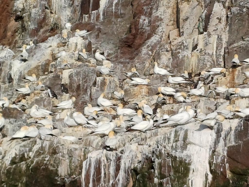 Always an amazing experience having an evening around Bass Rock with <a href="/SeabirdCentre/">Scottish Seabird Centre</a> &amp; supporters to celebrate and thank the 1300 #volunteers who have helped us save #puffins monitor gannets, &amp; clear invasive species to protect seabirds. A great way to start our 25 yr celebrations