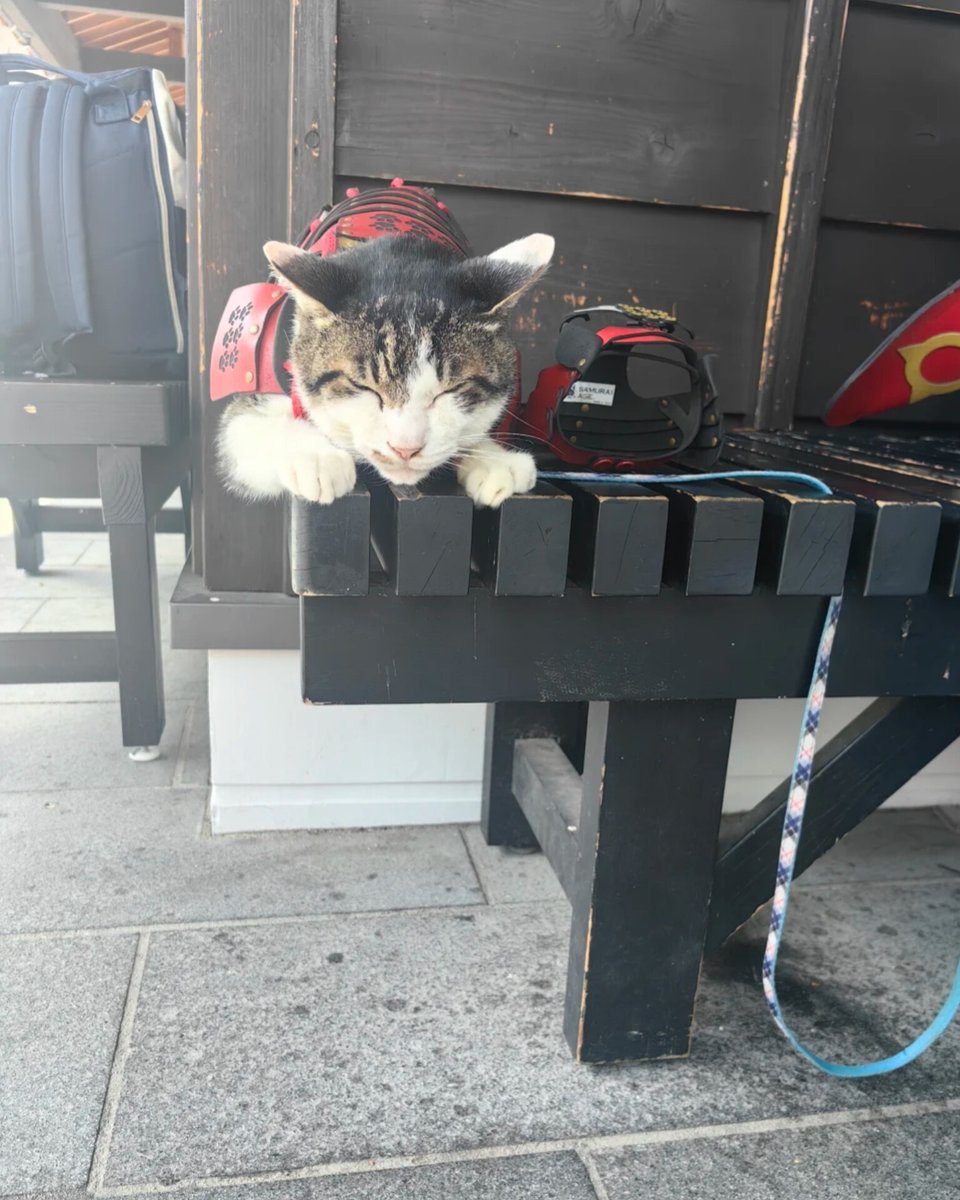 นักท่องเที่ยวพบแมวประจำปราสาทคุมาโมโตะ ประเทศญี่ปุ่น ที่สวมชุดเกาะซามูไรสุดเท่!!!! ประจำการอยู่บริเวณทางเข้าปราสาท หรือบางทีสิ่งนี้อาจะเรียกว่า "ซามูแรววววว" (มีรูปเพิ่มเติมของน้อง)😹😹😹
อาณาจักรสัตว์โลก มีม&amp;สาระ By ตามติดชีวิตAnimal