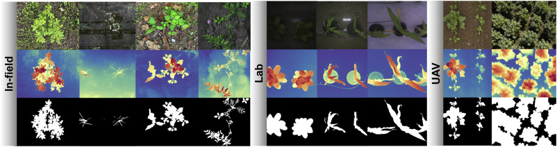 Introducing DepthCropSeg: an almost unsupervised crop segmentation method using depth-informed models. Achieves 86.91% accuracy, comparable to fully supervised models. #CropSegmentation #AIinAgriculture
Details: doi.org/10.1016/j.plap…