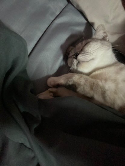 _pxkky's tweet photo. 💤 https://t.co/ptQIApQ8Zr