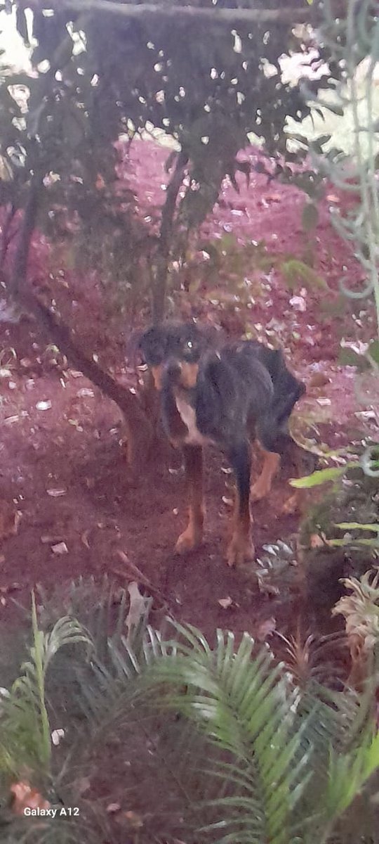 Lucha contra la Crueldad Animal tweet media