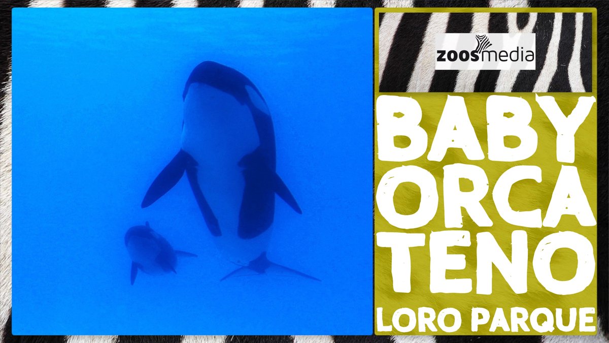 zoosmedia's tweet photo. Zum #ThrowbackThursday schauen wir noch einmal auf Teno, wie er ein paar Wochen nach der Geburt seine ersten "Schritte" machte:
▷ https://t.co/tjk2ixRplx
#loroparque #teneriffa #orcas #zoos #tiere #orcababy #teno #orcaocean #populationsschutz #tierwohl #zoosmatter 🦓 https://t.co/qOhVFeToMY