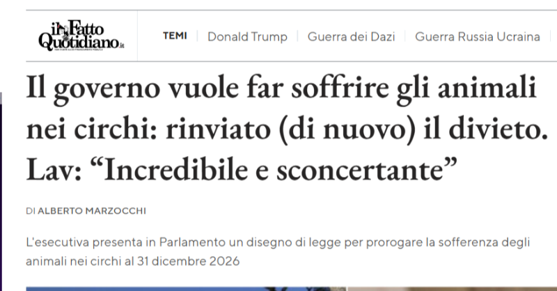 LAV_Italia's tweet photo. Ministro @AlessGiuli @MiC_Italia tradisce la promessa fatta agli italiani per dire finalmente basta agli animali nei circhi e Governo chiede rinvio alla firma del decreto legge sullo spettacolo. #LAV chiede al Parlamento di respingere la richiesta! Sul @fattoquotidiano 👇