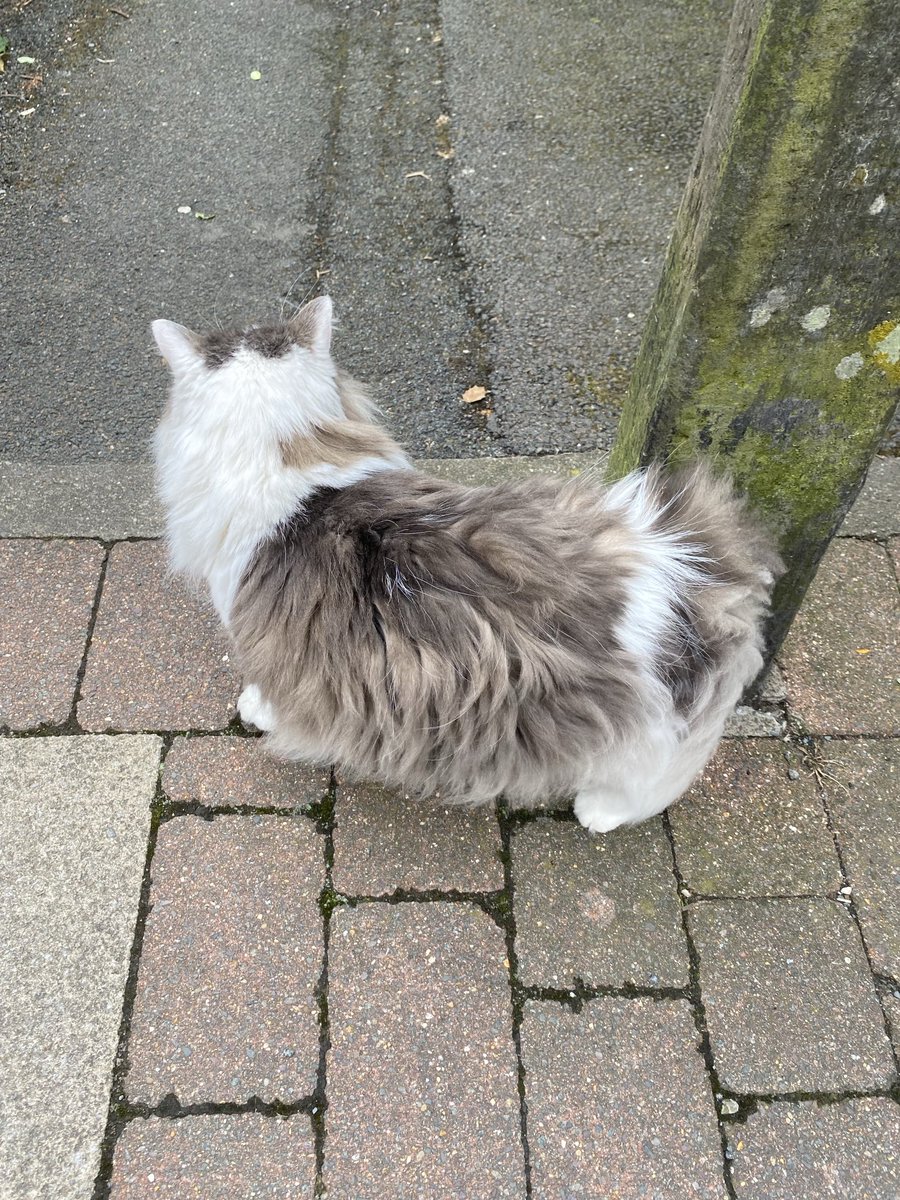 De camino a una reunion me he cruzado con esta preciosidad. Si, es una Manx Cat. Cc: ⁦<a href="/Montyclt/">💻 Ivan Montilla</a>⁩ ⁦<a href="/Abend_F1/">🏁Abend F1 🏁</a>⁩