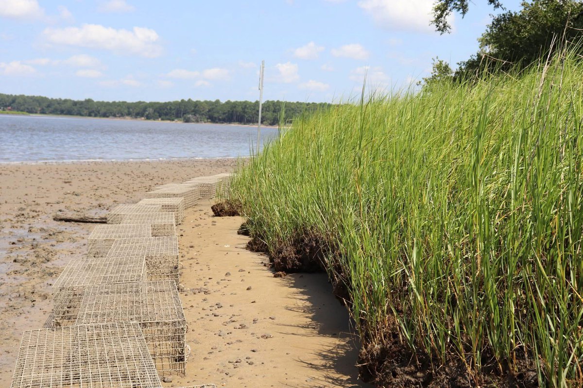 SC_EnvServices's tweet photo. Healthy shellfish beds start with clean water! Our team monitors coastal water quality each month to protect SC’s shellfish industry + promote water restoration.
🔗 https://t.co/cLNMwTHwa3
#SCDES #ShellfishSanitation #SCWaterQuality https://t.co/uCCs5O0Jpk
