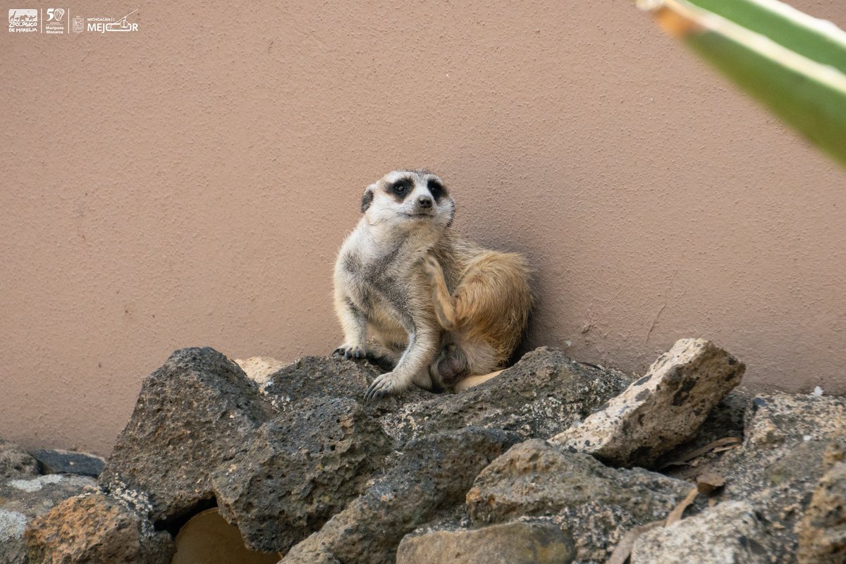 Las suricatas son muy hábiles para la construcción, excavan redes de madrigueras subterráneas que los cobijan del calor, los protegen de los depredadores y les brindan un lugar seguro donde criar a sus cachorros. ¡Además son encantadoras! 🐾👀😍