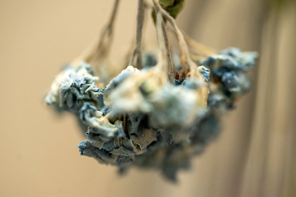 oysm1's tweet photo. Softly, the echo fades—but never disappears. – Oh Slime (Live)#6 (Fishmans)
#Fishmans
#OhSlimeLive
#枯れていく美しさ
#WitheredElegance
#HydrangeaChronicle
#TimeInPetals
#StillEchoing
#BlueSilence https://t.co/oIwAPtxt5u