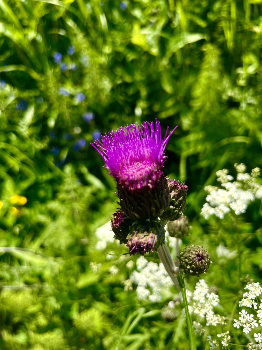 Niin punk 🇫🇮🌱 #kesä
