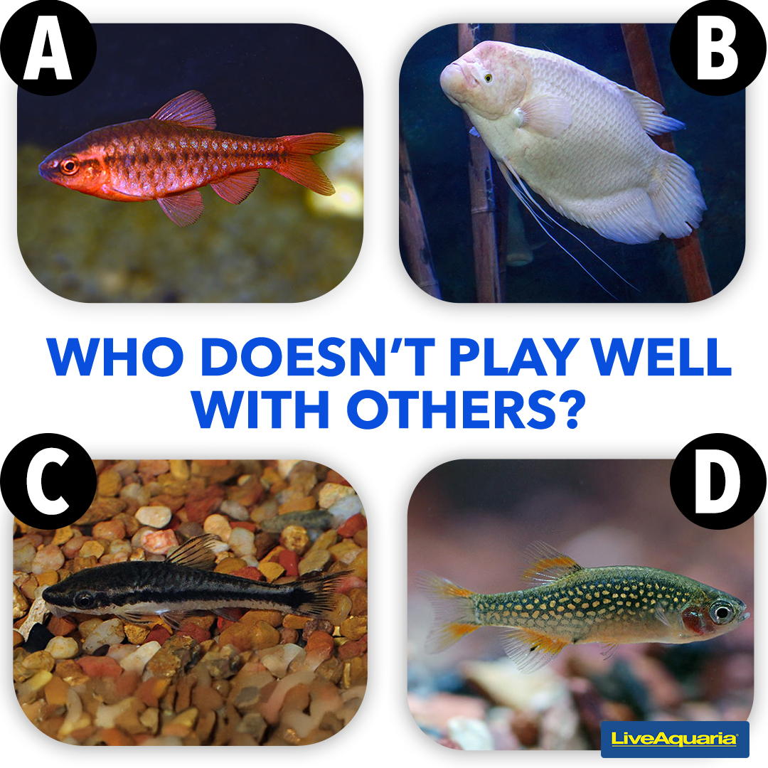 LiveAquaria's tweet photo. Okay, freshwater lovers, this question’s for you! Which one of these would clash with the others? Post your answer here. A=Cherry Shrimp, B=Giant Gourami, C=Otocinclus Catfish, or D=Pearl Danio
https://t.co/RvEOy6v3RV
#fishfun #fishquiz #aquarist #compatibletankmate https://t.co/AlIPRdy2zb