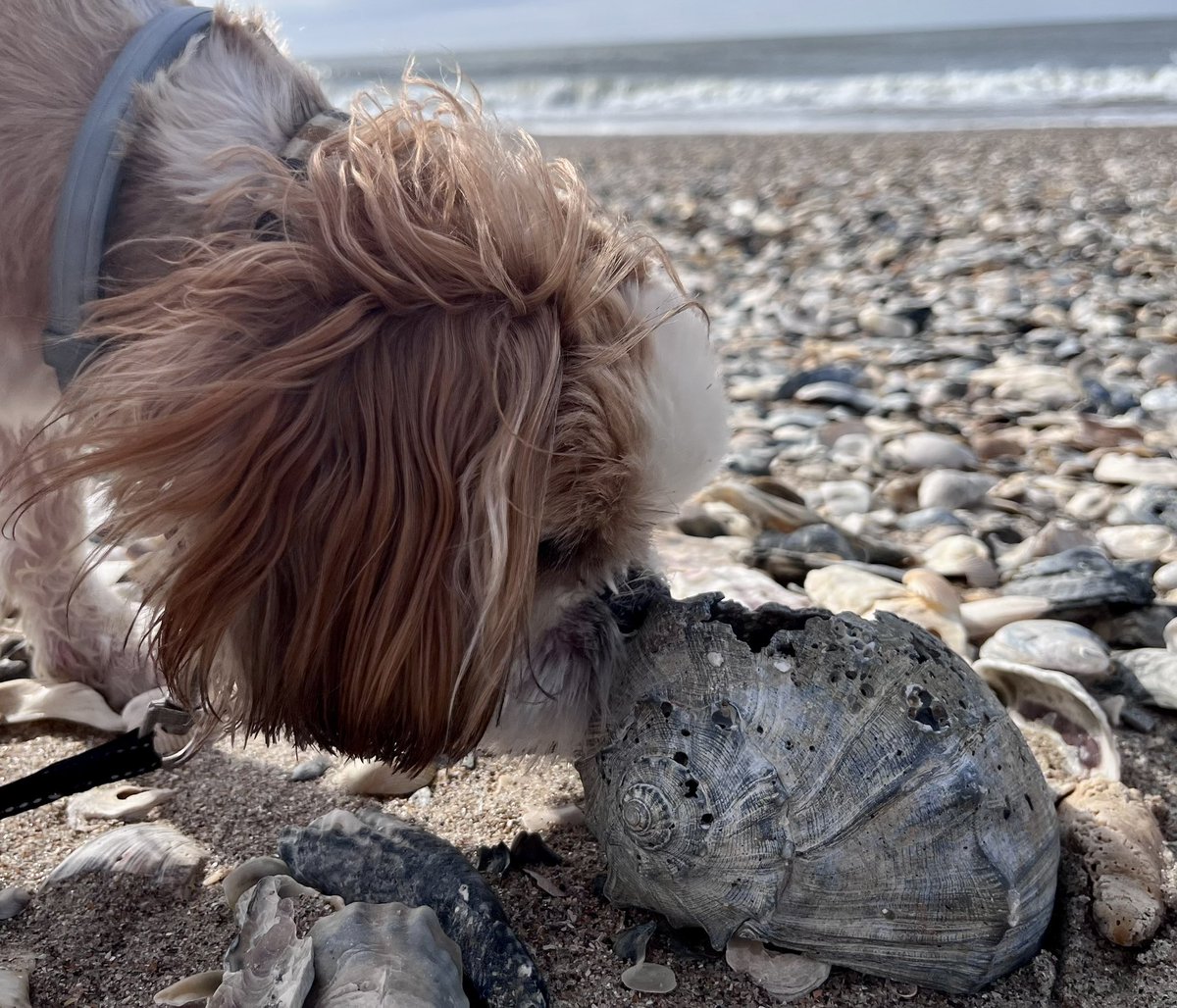 Mfheden's tweet photo. @DaughtersOfS Here’s my dog Jarvis sniffing a shell at the beach yesterday! https://t.co/iwvvLDnv5A
