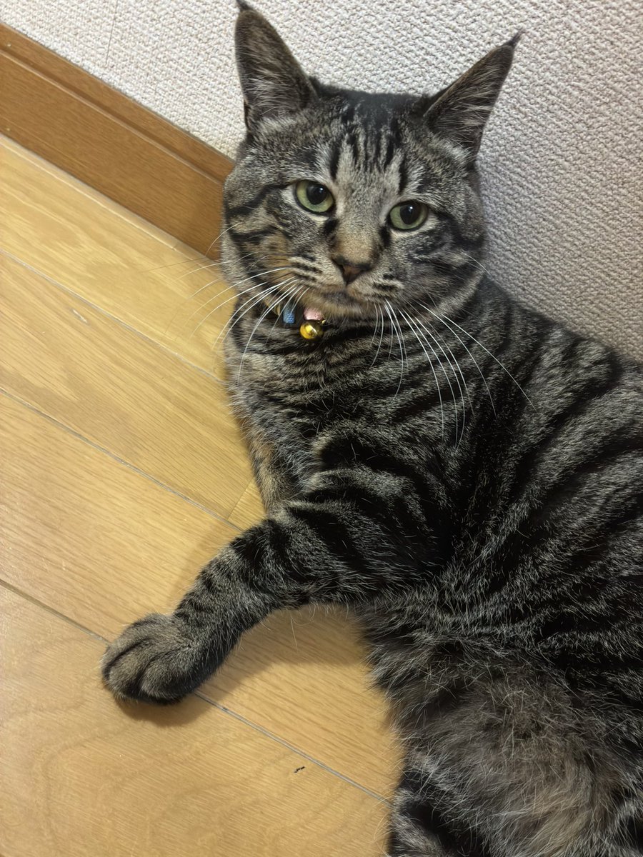 お昼STEPN🚶‍♀️
今日の猫様🐈

#STEPN
#STEPNGO