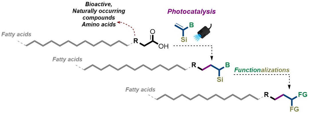 Our latest preprint <a href="/ChemRxiv/">ChemRxiv</a> introduces a method for the Photocatalytic Late-Stage Decarboxylative Functionalization of Bioactive, Naturally Occurring, and Fatty Acids via gem-Borylsilyl Alkene. Congrats to <a href="/NadimEghbarieh/">Nadim Eghbarieh</a> 🏆
chemrxiv.org/engage/chemrxi…