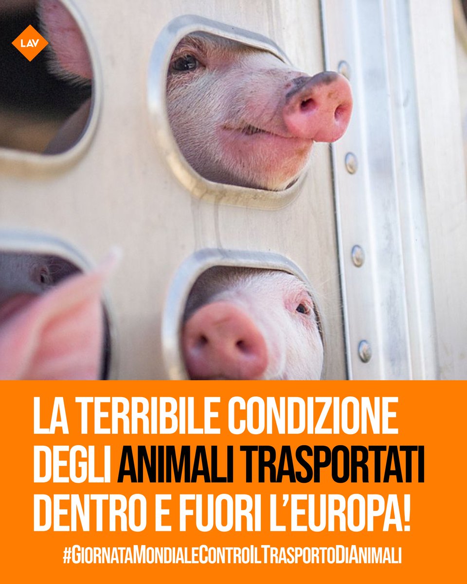 LAV_Italia's tweet photo. Giornata Internazionale contro il trasporto di animali vivi: 10 anni dopo la strage delle 13mila pecore, milioni di animali ancora oggi continuano a viaggiare per giorni tra fame, paura e stress. Gran Bretagna ha imposto divieto, cosa aspettano gli altri Paesi?
#BanLiveExports https://t.co/X0asDlrEPw