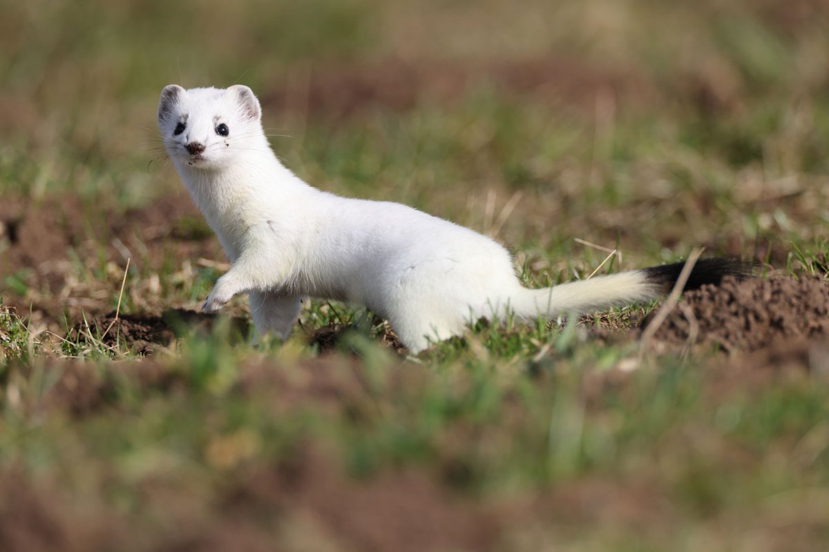 prettysangjas's tweet photo. Let's meet Jebi!

흰족제비 consist of 흰 (huin) means white and 족제비 (jokjebi) means weasel.

So 흰족제비 literally means white weasel, and refers to the stoat (mustela erminea) — the name ermine is used especially in its pure white winter coat of the stoat or its fur. https://t.co/g2oe0XrE9g