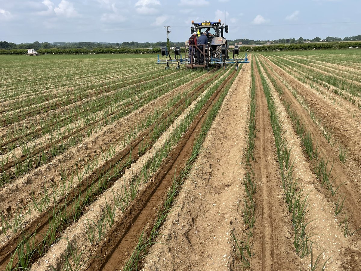 Jim Scarratt (@jimscarratt) on Twitter photo Wow, it’s a scorcher today 🥵 #dripirrigation #trickleirrigation 💦💦 #onions25 <a href="/MoultonBulb/">Moulton Bulb</a> Wow, it’s a scorcher today 🥵 #dripirrigation #trickleirrigation 💦💦 #onions25 <a href="/MoultonBulb/">Moulton Bulb</a>