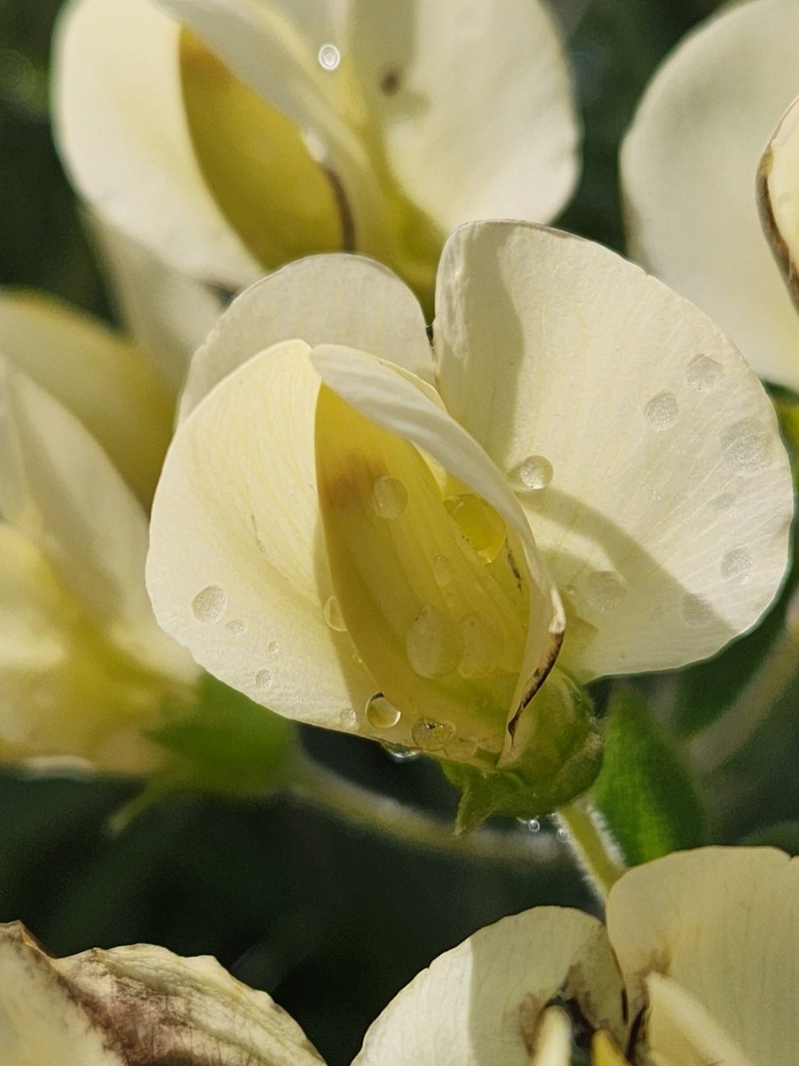 Plant of the Week: Cream Baptisia!
Read more:
cityofmadison.com/engineering/bl…