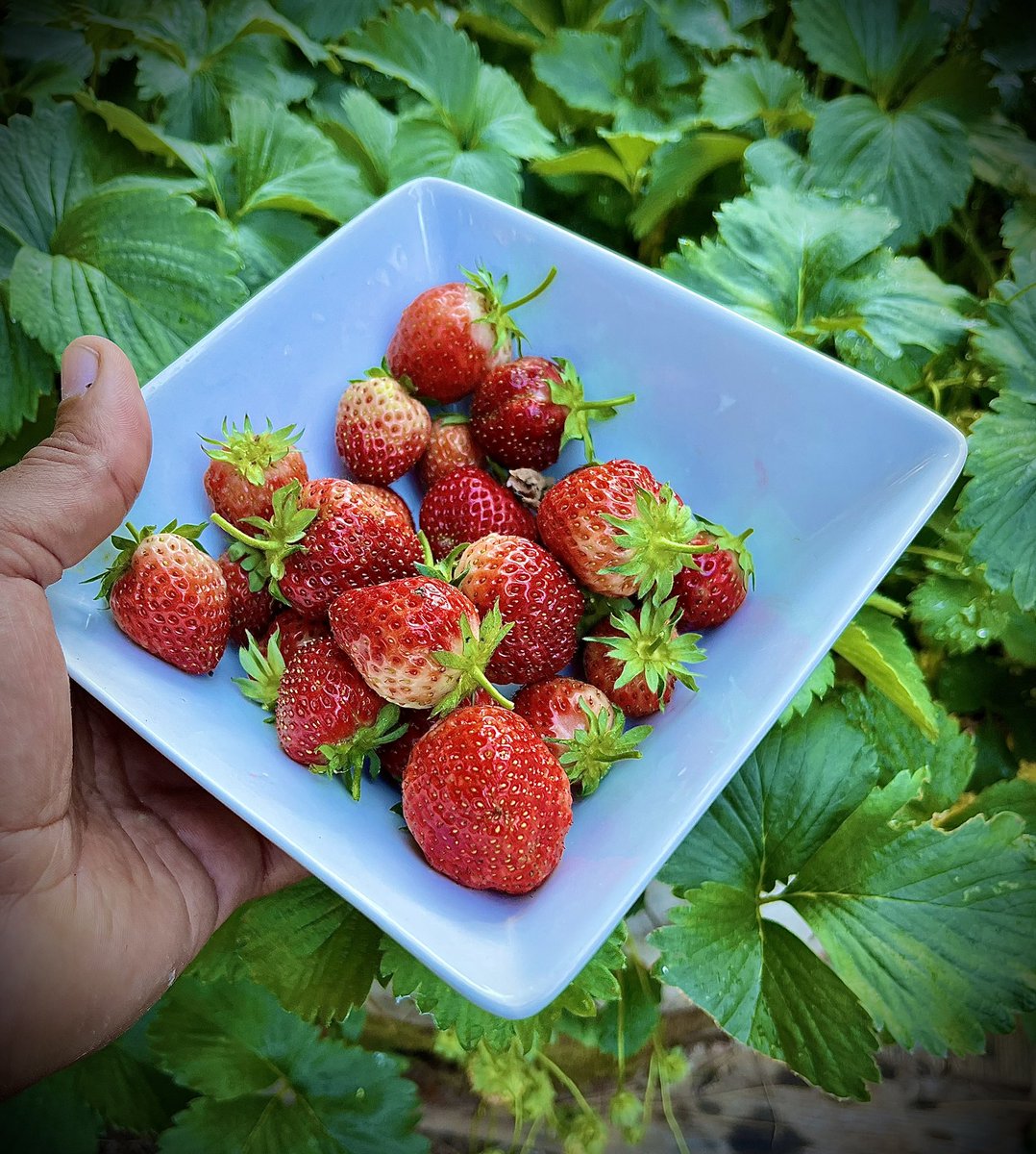 good morning you unhealthy ass nigga 🍓