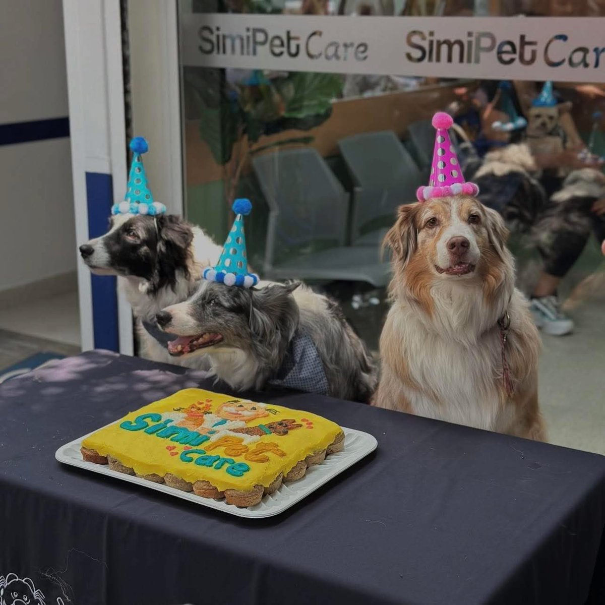🐶💊¡Ya es una completa realidad! El Dr. Simi inauguró su primera veterinaria con consultas desde $75 

La apertura oficial fue este 12 de junio en la colonia Escandón, en la Ciudad de México, y durante el primer día, las consultas fueron totalmente gratuitas. A partir del