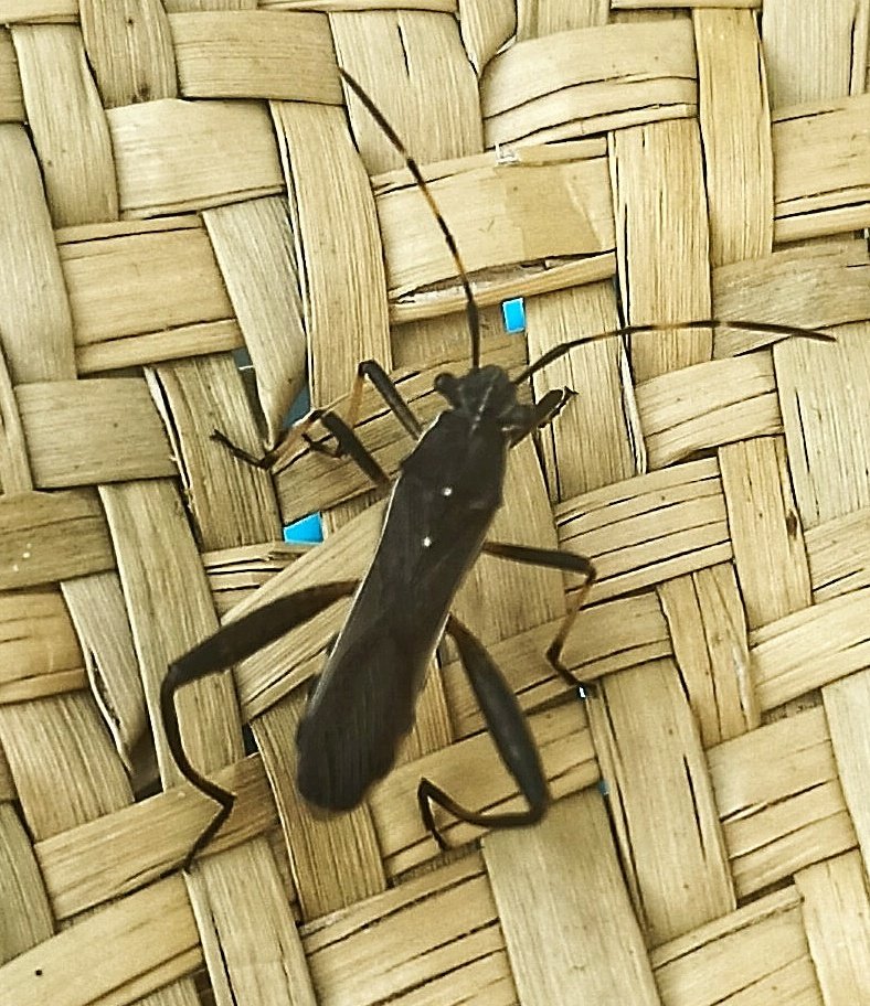 Vet aquí el bonic hemípter que he trobat passejant pel meu barret.  Per si l'estació no fos prou dolça, 'a l'estiu tota cuca viu" i els entomòlegs frustrats trobem una mica de consol.