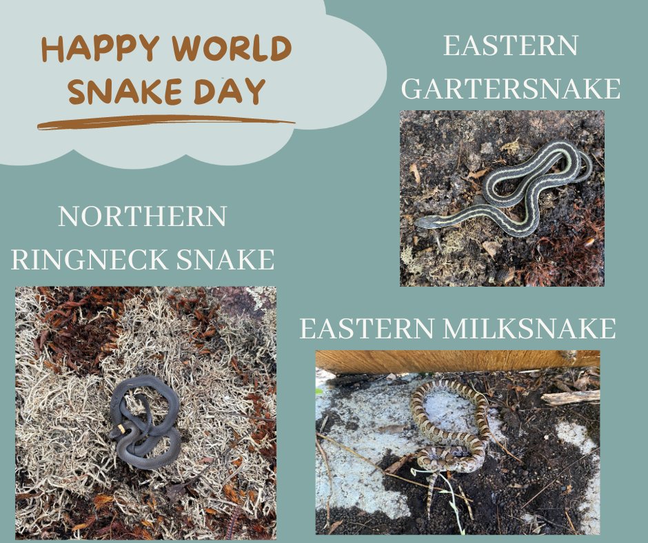 🐍 Happy World Snake Day from Kawartha Highlands! 🌿Our slithery friends play a vital role in the ecosystem—keeping rodent populations in check and maintaining balance in the wild.
Spot one on the trail? Give it space and admire from afar.
#KawarthaHighlands #WildlifeWisdom