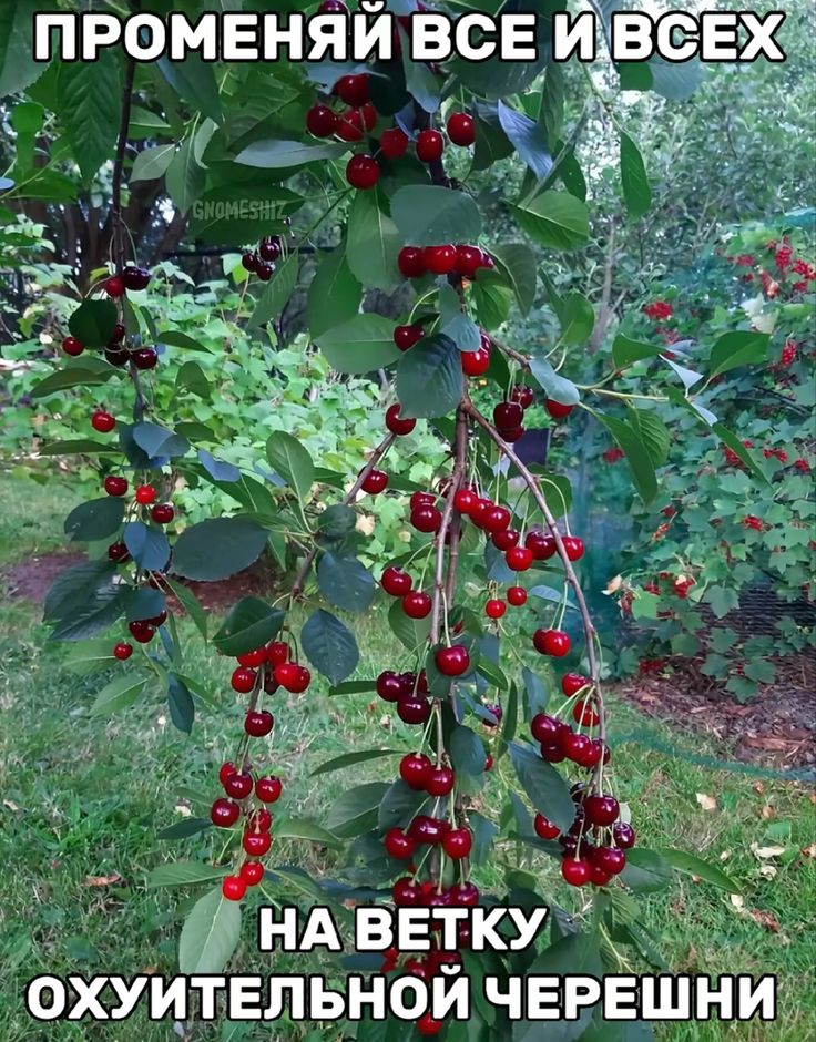 👑🌽Царь кукурузы🌽👑 (@kukuruzaleon) on Twitter photo 