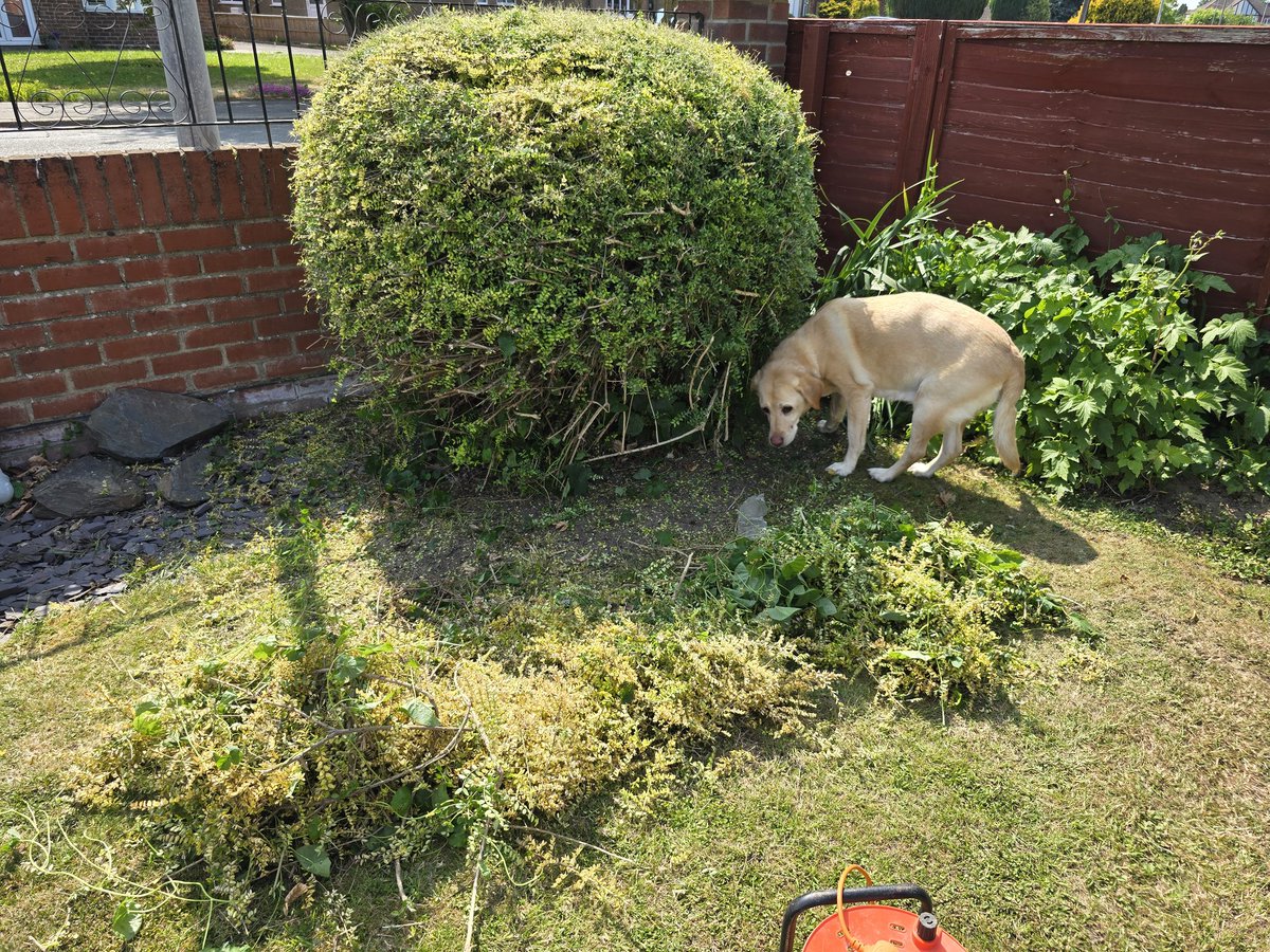 Bush inspector