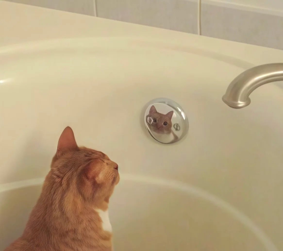 _SushiFox_'s tweet photo. 猫猫 https://t.co/vMAFvw104h