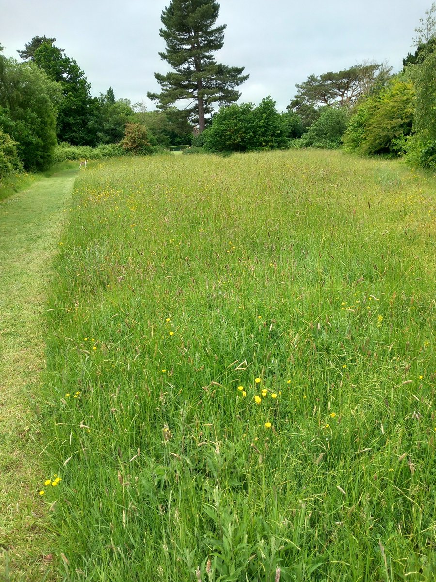 Blean Nature Reserve  is looking good at the moment. Lots of wildflowers and even some common spotted orchids. This was a project that KSCP delivered for the Parish Council  in 2006. We turned an arable field into a nature reserve.