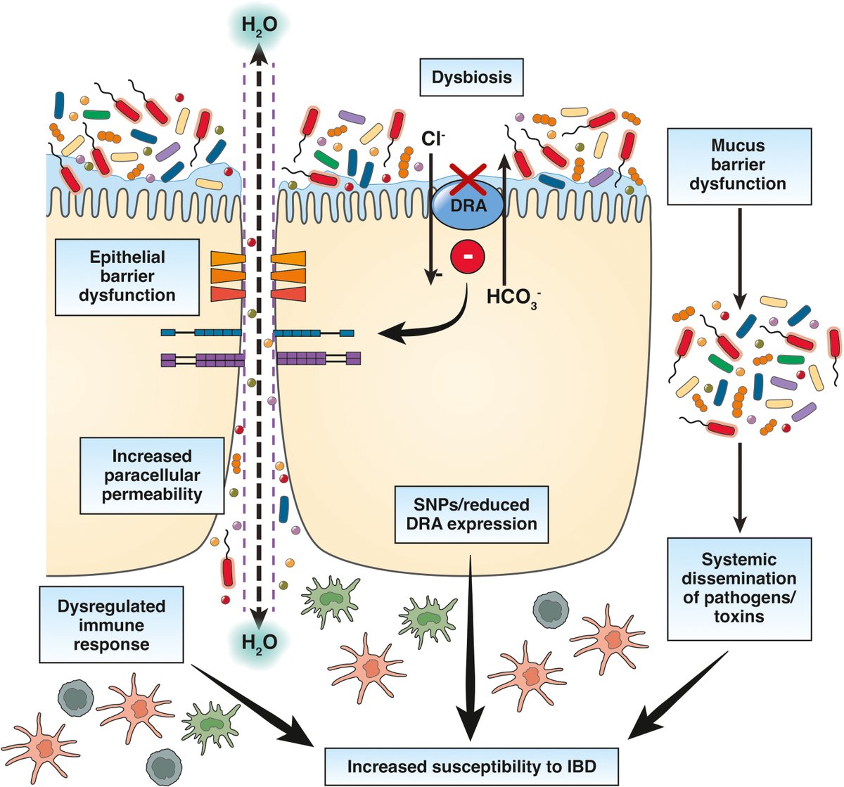 📑 Check out this review article that "highlights that DRA may serve as a novel therapeutic target for diarrheal diseases, with dual benefits in diarrheal phenotype and gut inflammation in pathogen infection or #IBD."
🔗 ow.ly/QAji50W1zFv