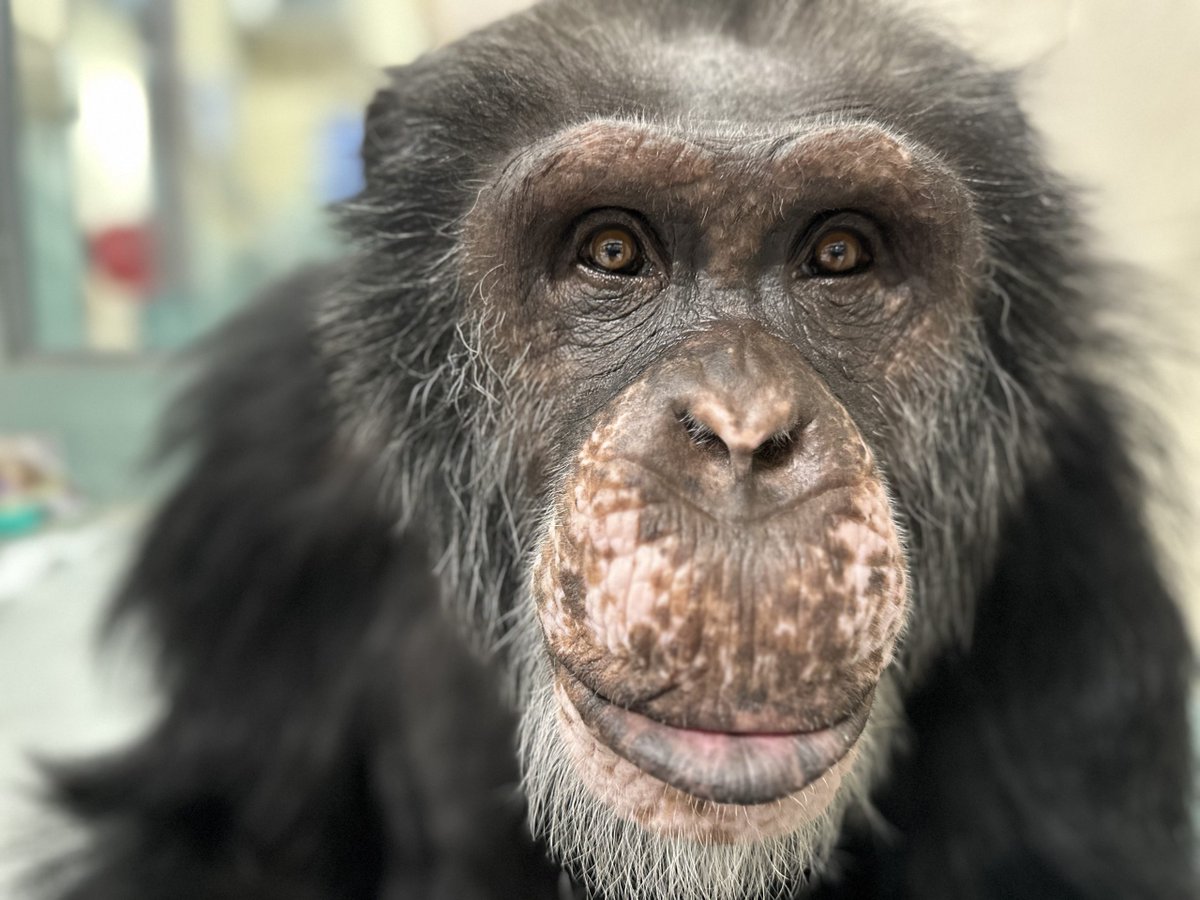 For Terry Chimpanzee! -  chimpsnw.org/2025/06/for-te…