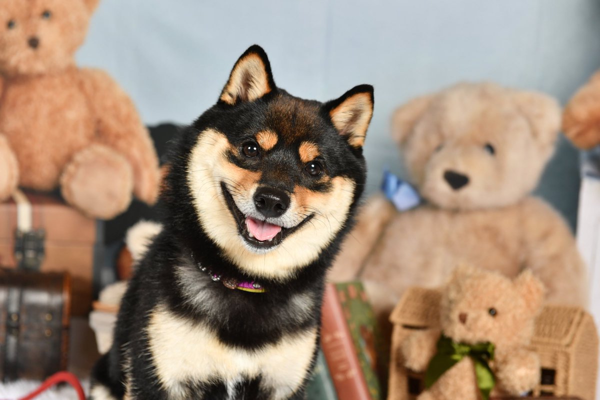 控えめに言って可愛くて死ぬ

#柴犬との暮らし 
#柴犬