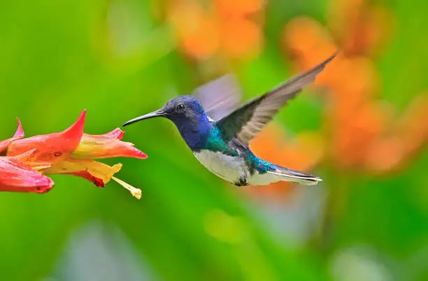 Hummingbirds, along with bees, pollinate a host of plants, fruits and vegetables. Appreciate what they do because June is National Pollinator Month! #pollinatormonth