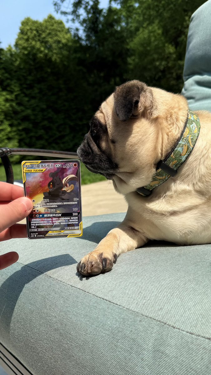 7PugMan7's tweet photo. My dog loves my Pokémon Cards! 🔥#Pokemon #PokemonTCG #PokemonCards https://t.co/NzIH5XVDdx