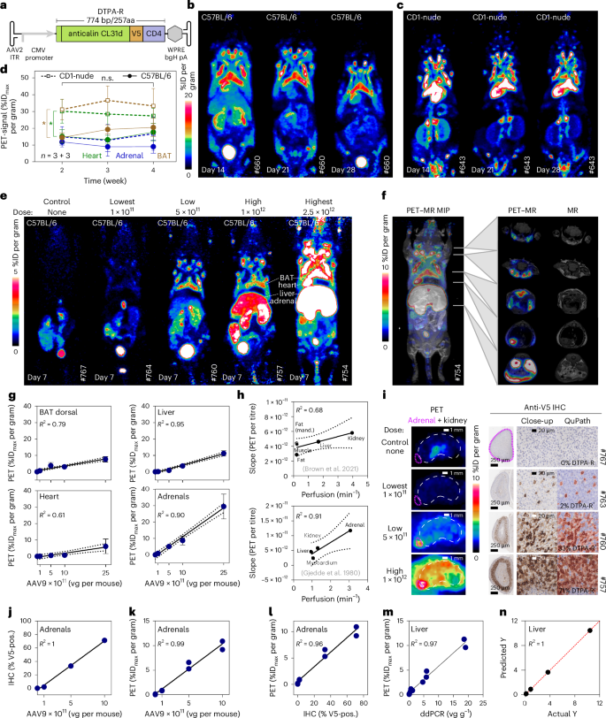 LabWaggoner's tweet photo. PET-based tracking of CAR T cells and viral gene transfer using a cell surface reporter that binds to lanthanide complexes @natBME 
https://t.co/JaTODHd2Wx https://t.co/u1SY7h5mwv