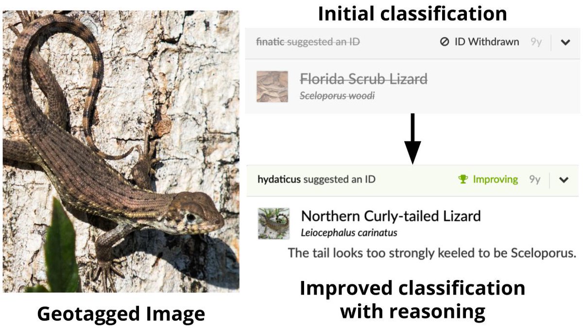 In many vision tasks, perceptual reasoning does not come naturally. Experts still have to deeply study an image, deduce relevant concepts, and reason about them in natural language (inaturalist.org/observations...). Our goal is to automate this process – with no human oversight.