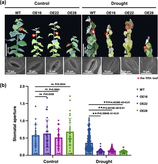 Horticulture Research (@hortres) on Twitter photo Overexpressing FERR in male poplars boosts drought tolerance via ABA signaling, while knockout in females shows no effect. Sex-gene link to stress resilience! #PlantScience #DroughtTolerance #PoplarResearch <a href="/OxfordJournals/">Oxford Journals</a>
Details: doi.org/10.1093/hr/uha… Overexpressing FERR in male poplars boosts drought tolerance via ABA signaling, while knockout in females shows no effect. Sex-gene link to stress resilience! #PlantScience #DroughtTolerance #PoplarResearch <a href="/OxfordJournals/">Oxford Journals</a>
Details: doi.org/10.1093/hr/uha…